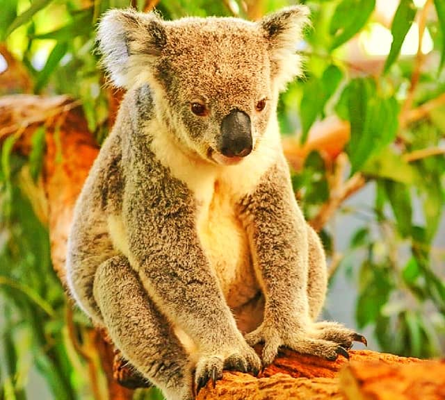 koalas safest lifestyle might be responsible for their lower intelligence.