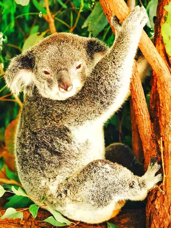 Koalas have one of the smallest brains of all mammals