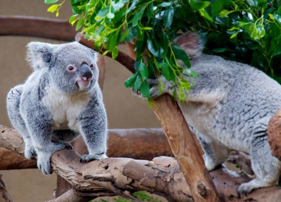 Koalas love to eat Eucalyptus Leaves.