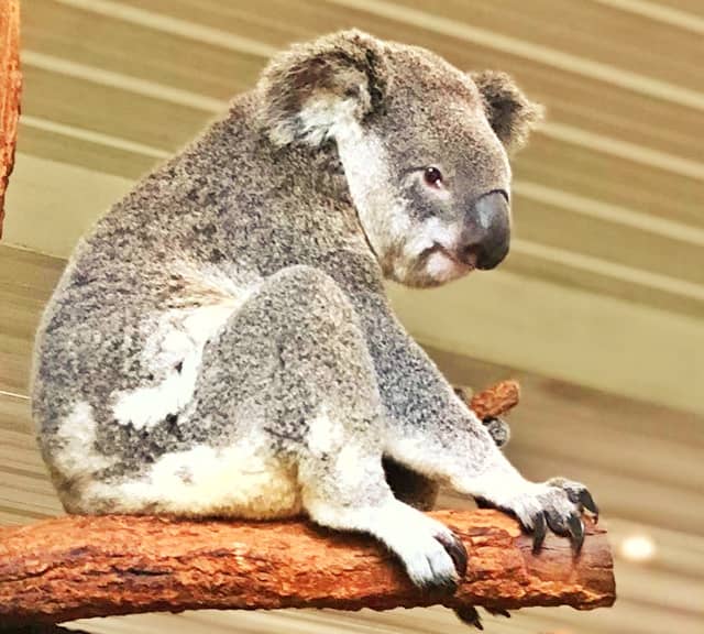 Koalas' population decline because of Chlamydia outbreak.