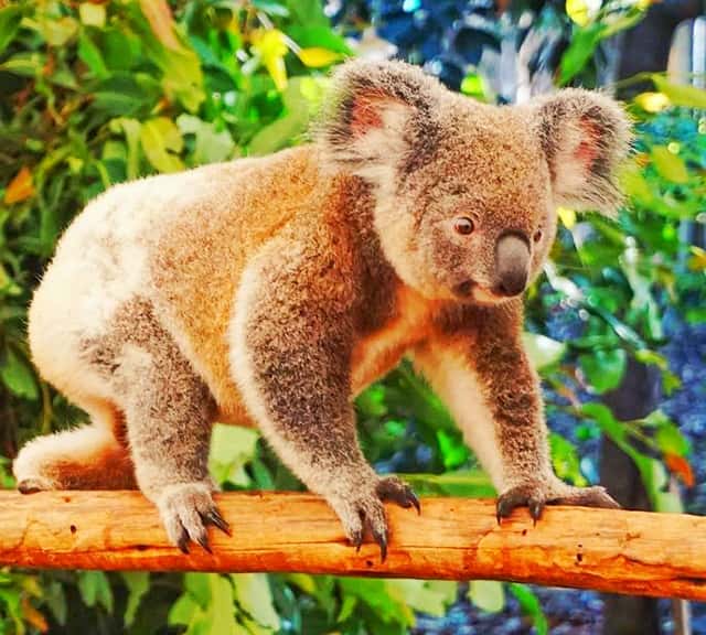 The population of the koalas in Australia's Victorian region is almost 28,000.
