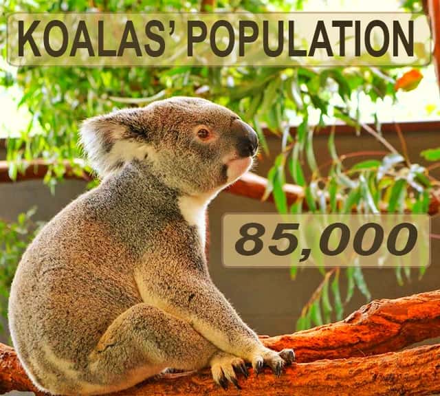 Population of koalas in Australian continent is 85,000.
