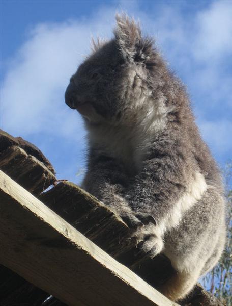 Koalas and their Sense of Smell