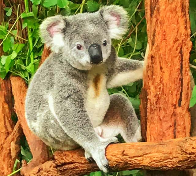 Marsupial mammals are found in Australia, South American and North America. 