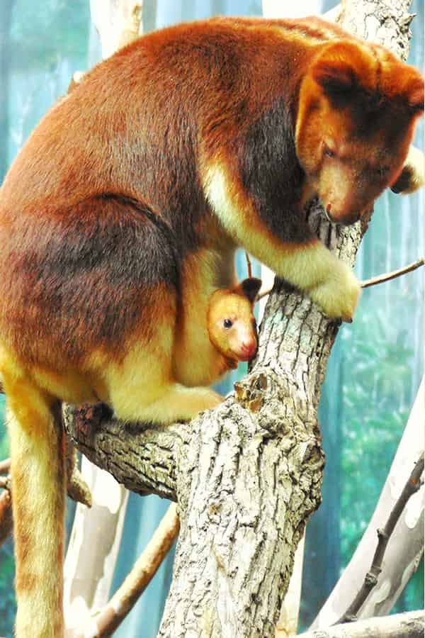 Marsupial mammals have small and rathe under-developed babies. Placental mammals have fully developed babies.