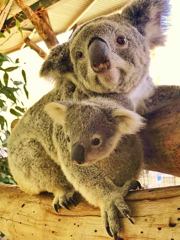 Taie d'oreiller Koala joey mange d'eucalyptus feuilles 