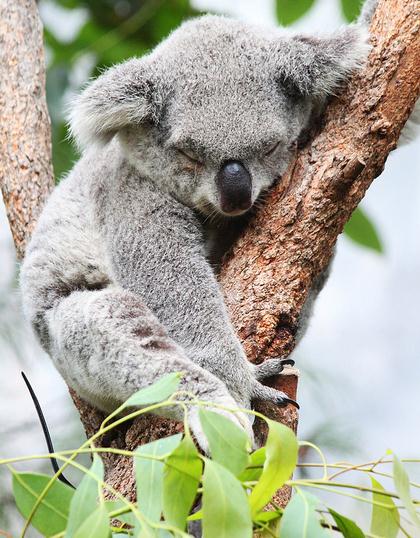 Что едят коалы