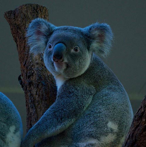 коала млекопитающее или нет