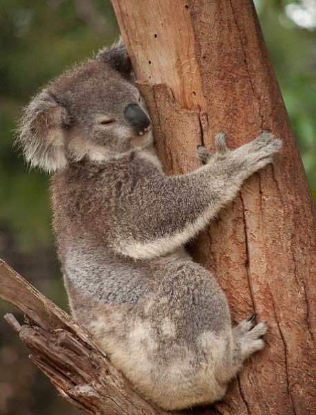 Сделай коалу. Коала и Ленивец. Коала и кошка. Животное Ленивец и коала фото.