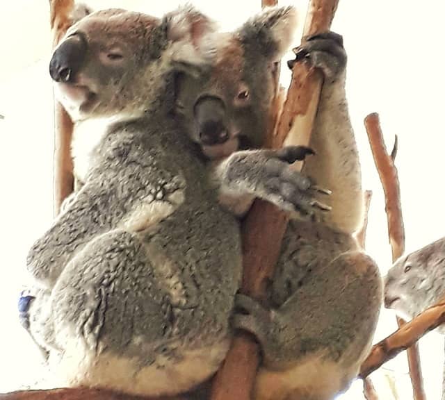  Koala Comportamento sociale dell'accoppiamento e dell'allevamento 