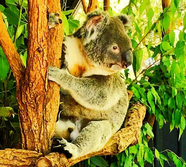 Koalák az illat társadalmi viselkedése a fák megjelölése 