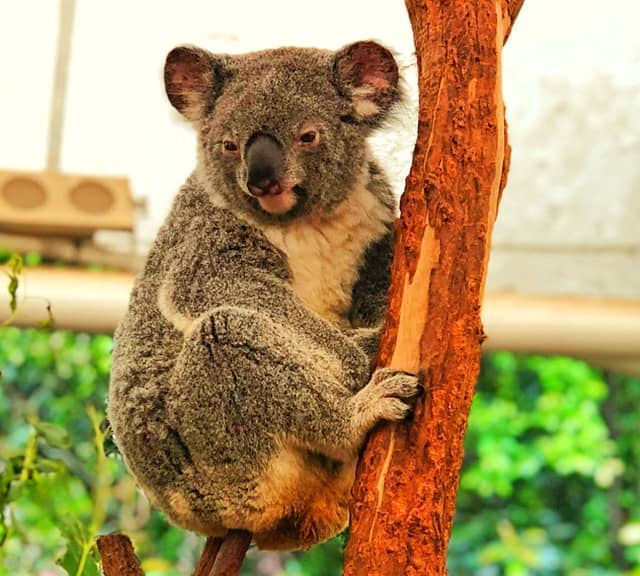  Koalas socialt beteende för territoriell förvaltning