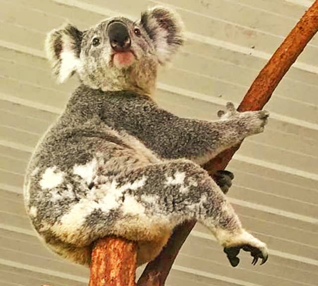  Koalák társas viselkedése