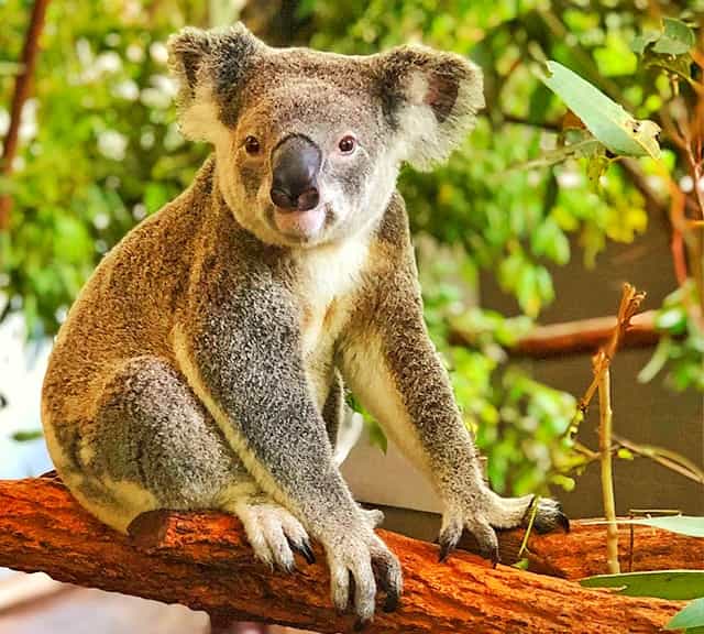  El comportamiento social de los koalas incluye la vocalización
