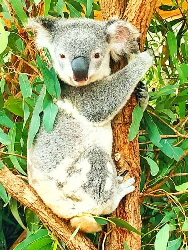 The Word Koala Means No Water