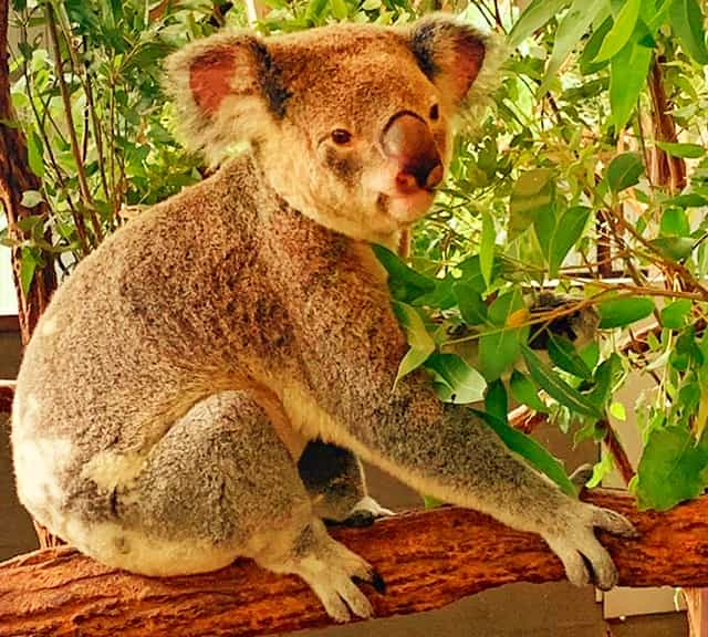koala - Wiktionary, the free dictionary